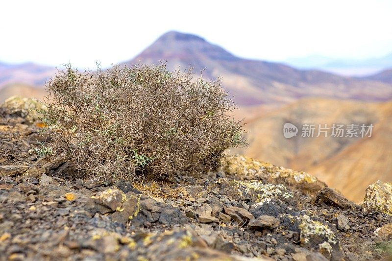 劳纳亚植物园 - 富尔特文图拉